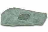 Lower Cambrian Trilobite (Longianda) - Issafen, Morocco #322566-1